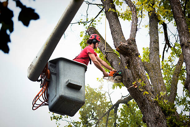 Best Hazardous Tree Removal  in USA